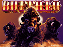 Buffalo